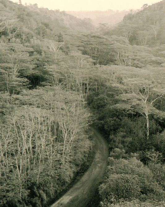 Pristine Path