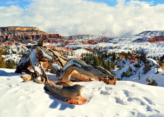 Twisted Timber, Bryce Canyon