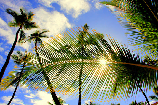 Palm Shade